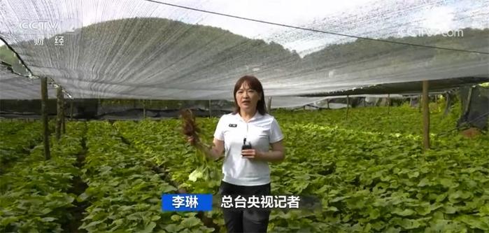 国产山葵“吃香” 采收高峰期种植户全家齐上阵