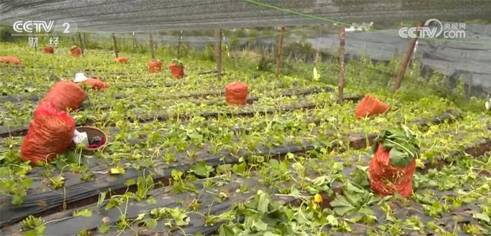 国产山葵“吃香” 采收高峰期种植户全家齐上阵