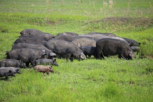 齐齐哈尔依安县：野猪特色养殖业走出新的致富路