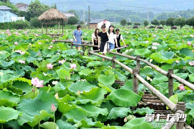 赏荷打卡哪里去？长沙这些地方等你来