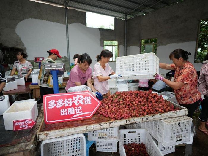 搭乘电商销售快车，藏在深山水库的“宝藏”荔枝畅销全国