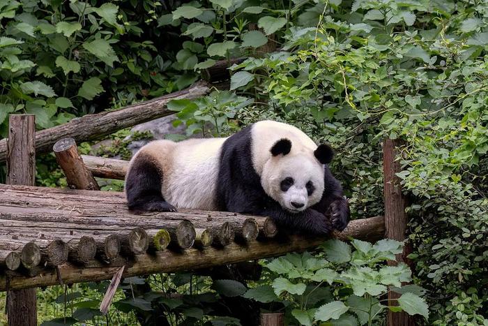 南京红山动物园门票即将调整