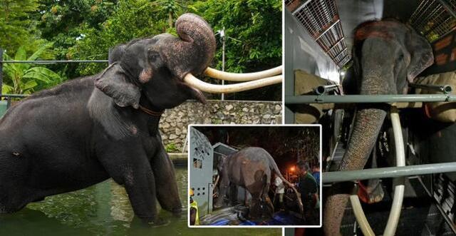 泰国王室赠送斯里兰卡的大象受多年虐待 终于被送回了本国