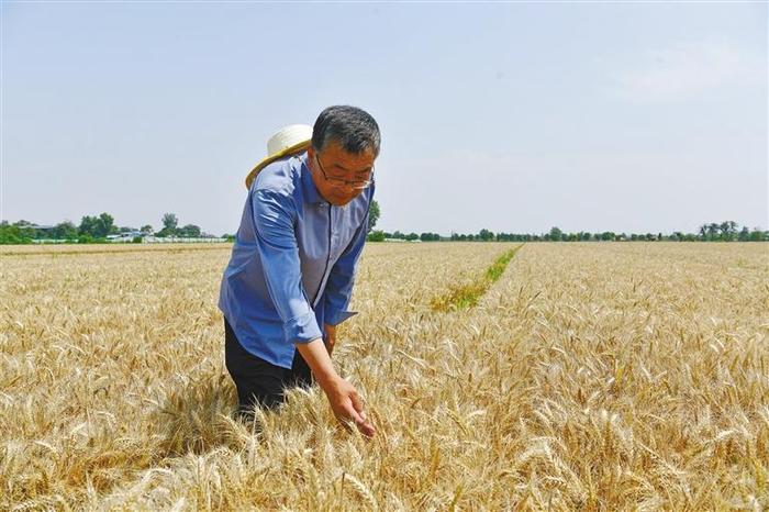 一亩地缘何增产百余公斤？——“渭麦”系列旱地小麦单产创新高的背后