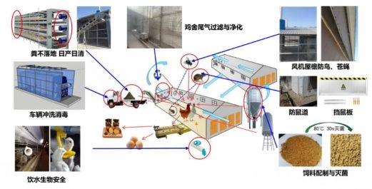 蛋鸡立体养殖技术指导意见