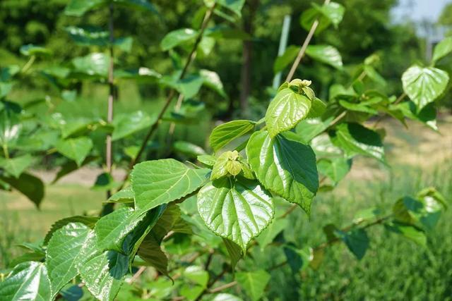 烧仙草、冰粉……用这些植物动手做解暑甜品→