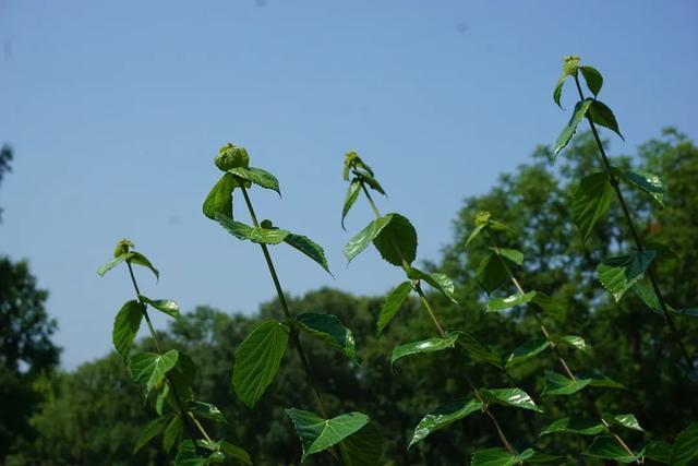 烧仙草、冰粉……用这些植物动手做解暑甜品→