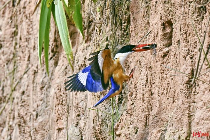 蛇占鸟巢偷吃蓝翡翠小鸟，村民和摄影师联手相救 该鸟系“三有”野生动物