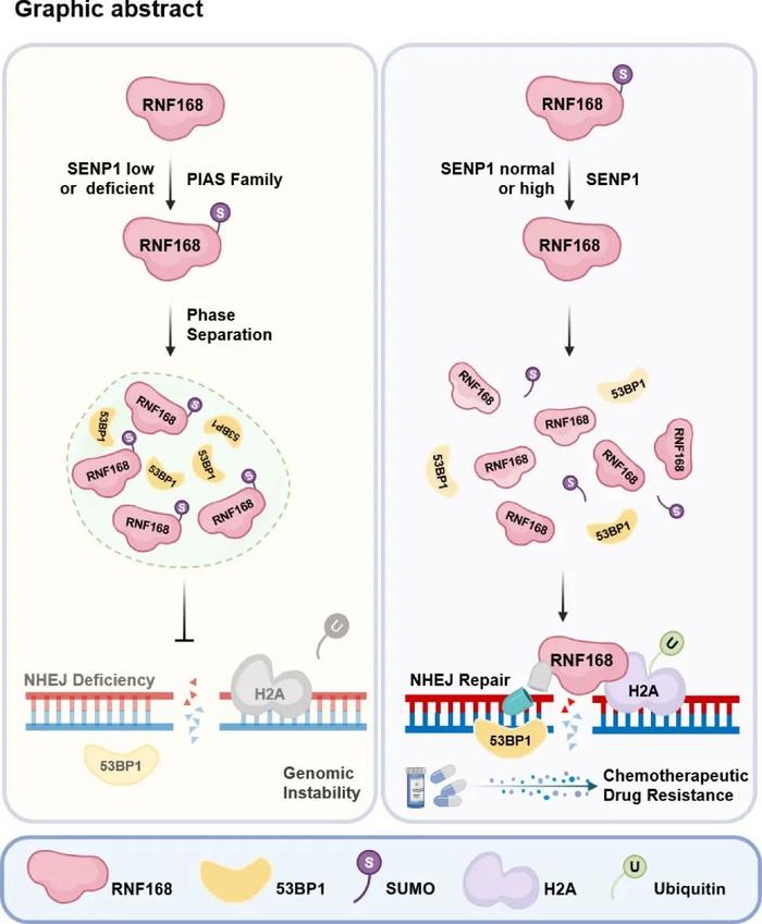 Cancer Research | 郑晓峰课题组揭示SUMO化修饰通过调控液液相分离影响NHEJ修复效率和肿瘤细胞耐药的分子机制