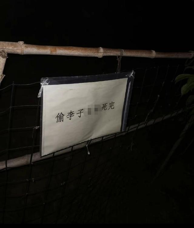 封面深镜｜“特种兵”夜爬龙泉山被投诉摘农户果子 当地果农打出粗口标语