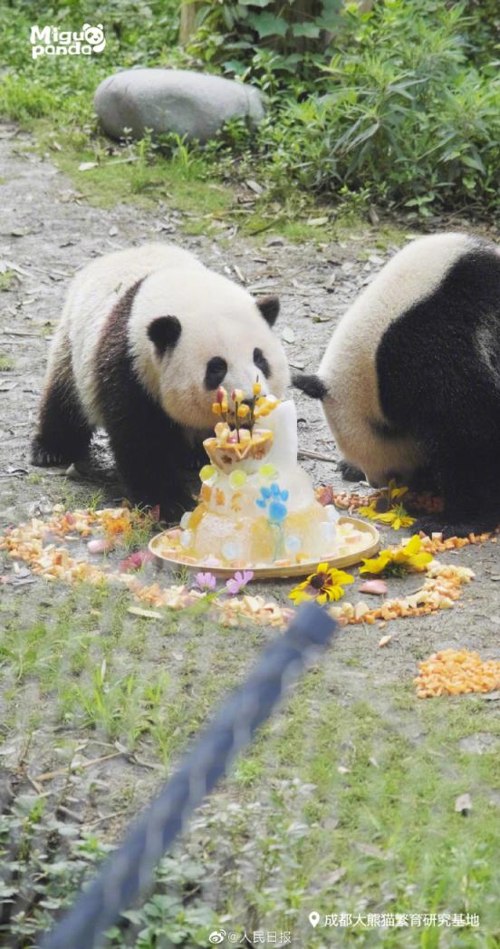 好欢乐！大熊猫“花花”和“和叶”同框吃生日蛋糕