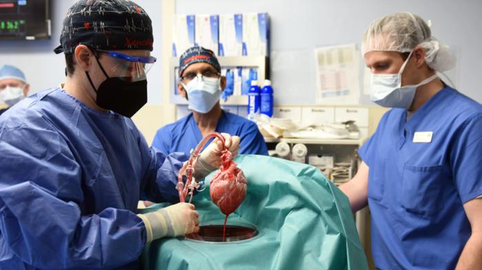 世界首例猪心脏人体移植带来的经验和教训：《柳叶刀》论文阐明移植后患者死亡原因