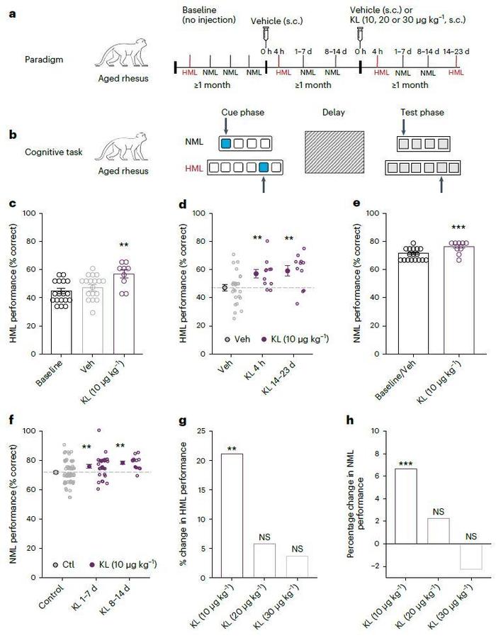 科学界首次证明！恢复长寿因子klotho水平可改善灵长类动物的认知能力，研究结果有助于......