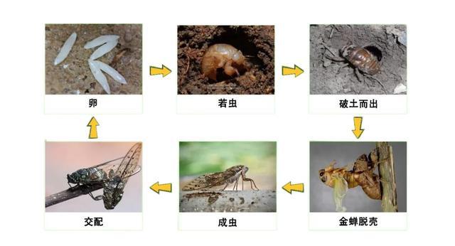 蝉在夏日鸣叫是因为天气热吗？答案是→