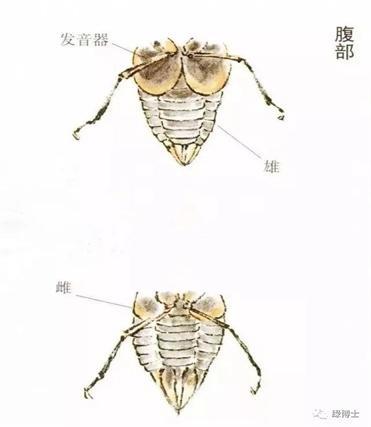 蝉在夏日鸣叫是因为天气热吗？答案是→