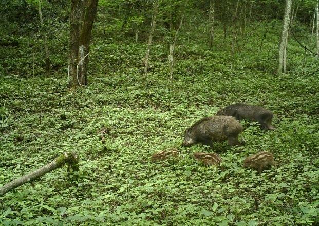 川观解读丨野猪“除名”≠可以随意捕杀