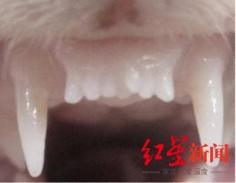 ↑雪貂在实验后长出新牙齿