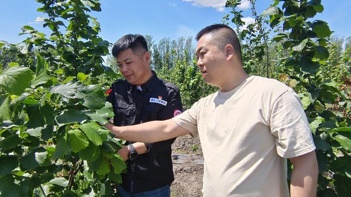 种下榛子树 铺就幸福路