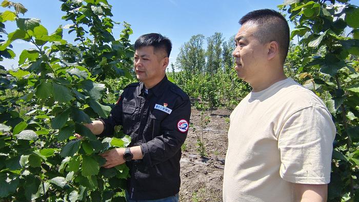 种下榛子树 铺就幸福路