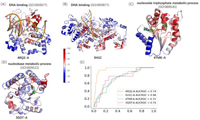 Bioinformatics | 来鲁华/邓明华合作：多层级的图神经网络促进蛋白质功能预测