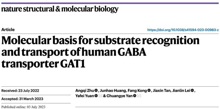 Nature子刊 | 闫创业课题组揭示GABA转运蛋白GAT1的底物转运机制和药物抑制机理