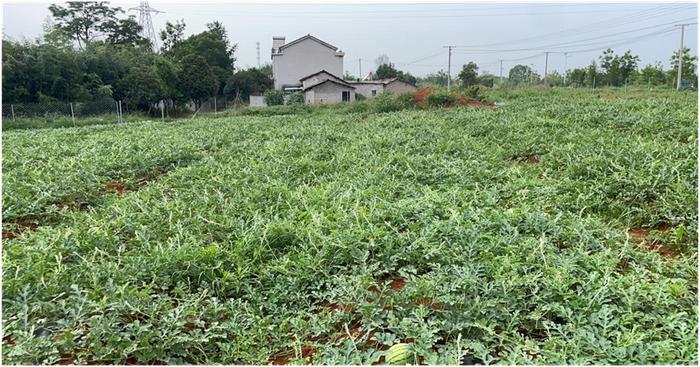 怀宁金拱：“变荒为宝”绘写乡村振兴和美画卷|记里仁村党总支“书记项目”