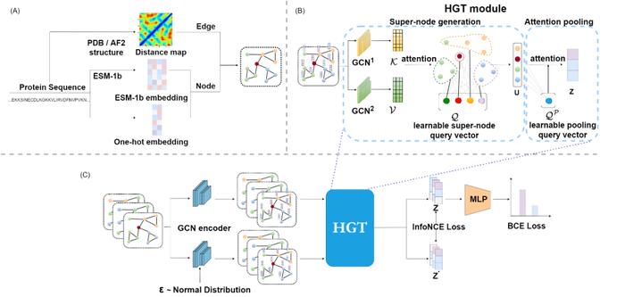 Bioinformatics | 来鲁华/邓明华合作：多层级的图神经网络促进蛋白质功能预测