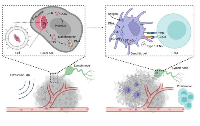Nature 子刊 | 蒯锐课题组利用超声波响应性的低剂量阿霉素脂质体激活宿主STING通路增强抗肿瘤免疫应答