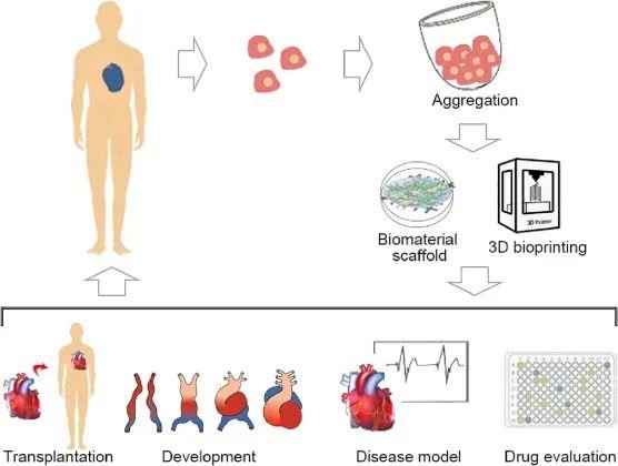 Biomaterials Advances︱戴建武团队基于生物材料的心脏类器官研究进展