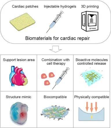 Biomaterials Advances︱戴建武团队基于生物材料的心脏类器官研究进展