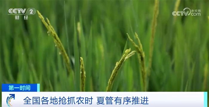 全国各地抢抓农时 全力夺取秋粮和全年粮食丰收