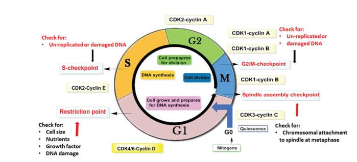 临床CDK2抑制剂：选择性和有效性的趋势 | 「药时代靶点说」系列文章