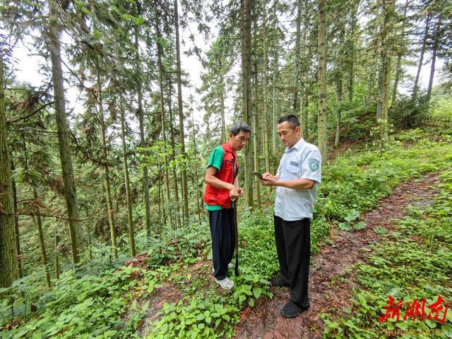 「党旗在基层一线高高飘扬」扎根护林一线26年——记湖南高望界国家级自然保护区高望界管理站站长万木峰