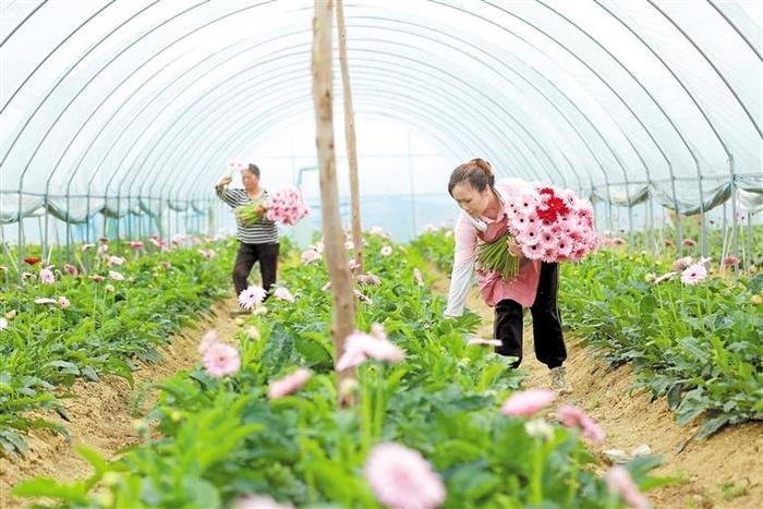 7月7日，都匀市匀东镇摆茶村村民在采摘非洲菊。