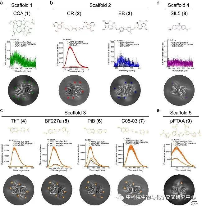 Nat Chem Biol | 刘聪/李丹合作建立化学小分子与淀粉样蛋白聚集体互作基本理论