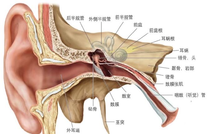 科普｜游泳会引起中耳炎吗？游泳后出现耳痛怎么办？