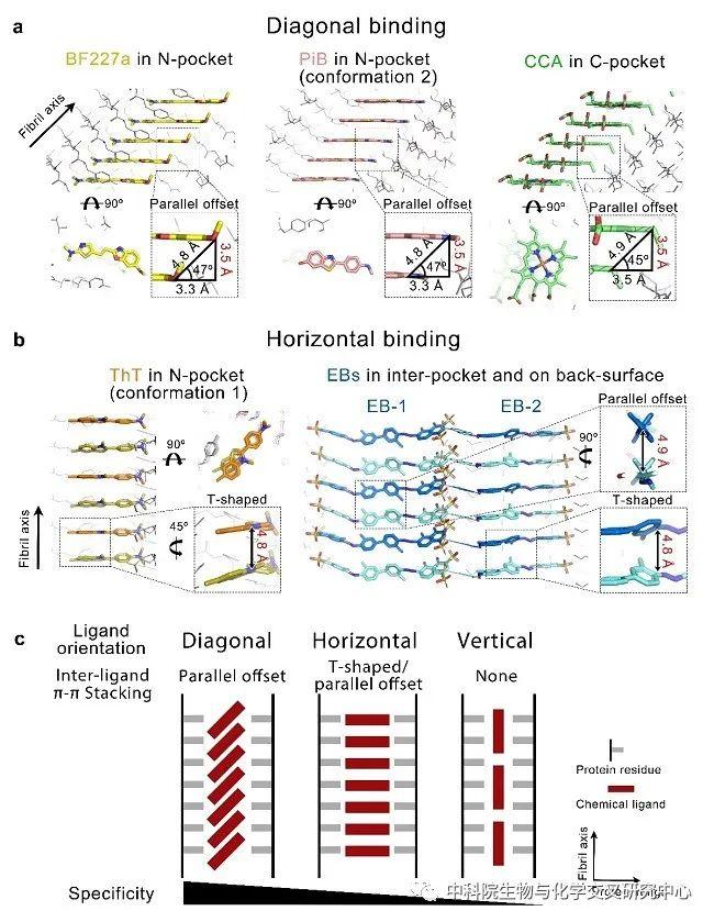 Nat Chem Biol | 刘聪/李丹合作建立化学小分子与淀粉样蛋白聚集体互作基本理论