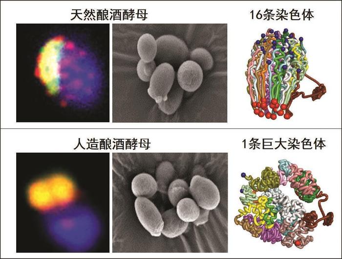 通往未来“造物时代”的合成生物学，有哪些用？一文看懂