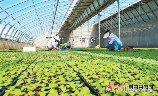 【图片新闻】金塔县大力发展特色蔬菜产业