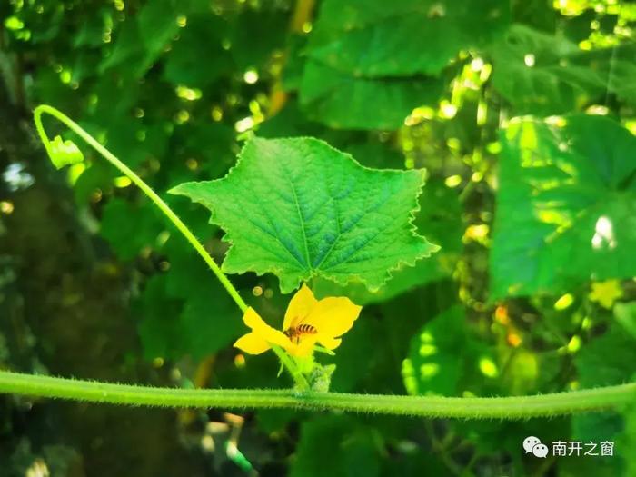 白沙南开乡南开村蔬菜基地持续输出应季瓜菜