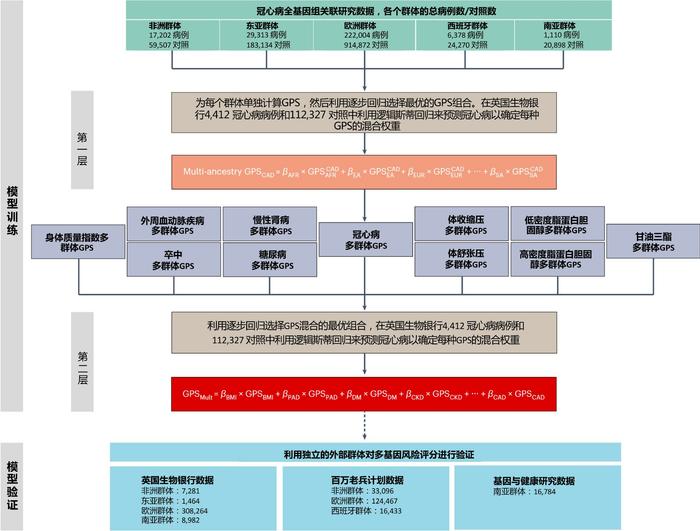 超越现有“金标准”，中美科学家合作开发出心脏病风险预测新模型