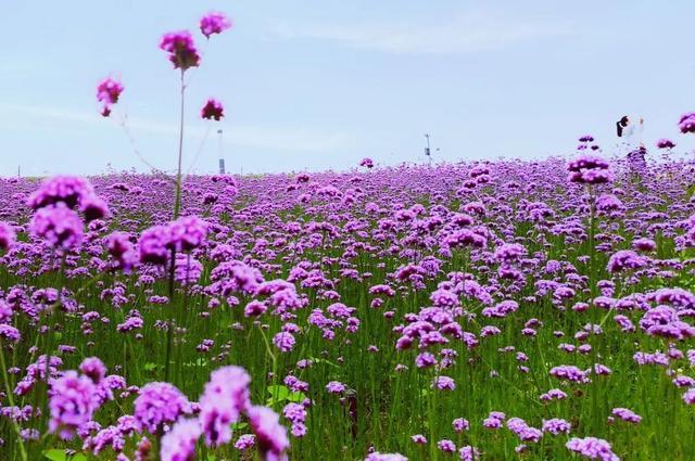 “凉感”花海来了，指路滨江森林公园二期~