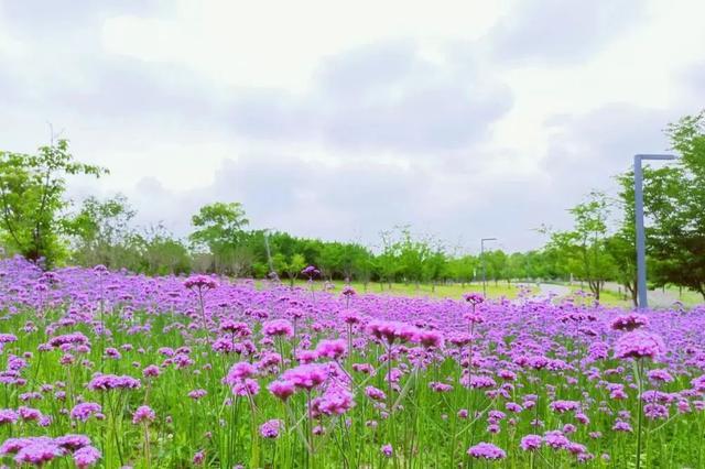 “凉感”花海来了，指路滨江森林公园二期~