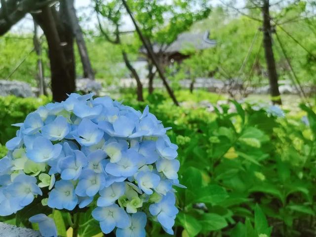 “凉感”花海来了，指路滨江森林公园二期~