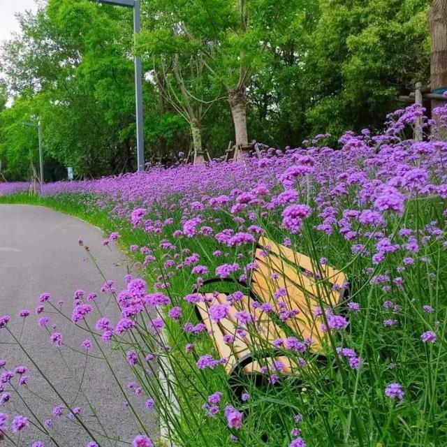 “凉感”花海来了，指路滨江森林公园二期~