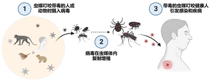 虫类活动“旺季” 当心“虫媒病毒病”