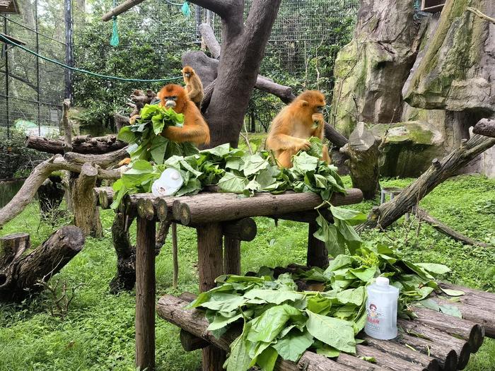 洗淋浴、孵空调、吃水果冰……上海动物园防暑消夏有“凉”方
