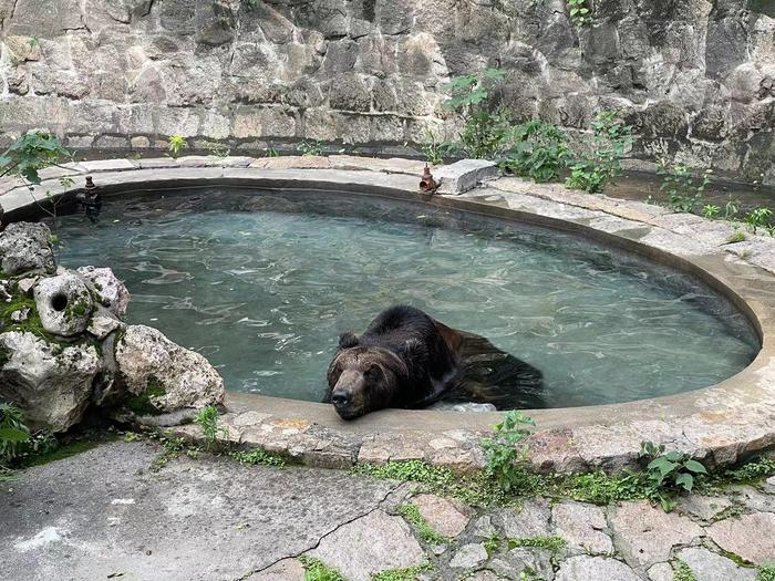洗淋浴、孵空调、吃水果冰……上海动物园防暑消夏有“凉”方