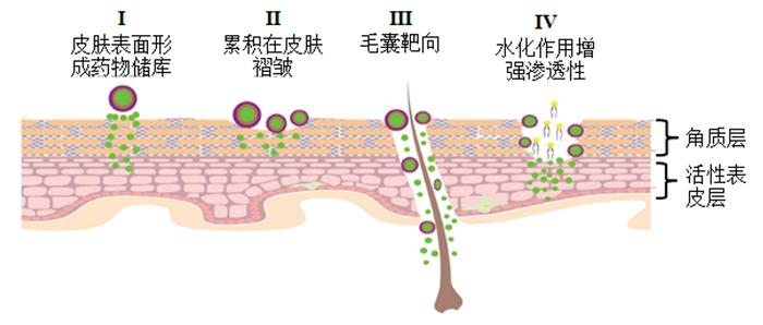 纳米载体介导的皮肤给药