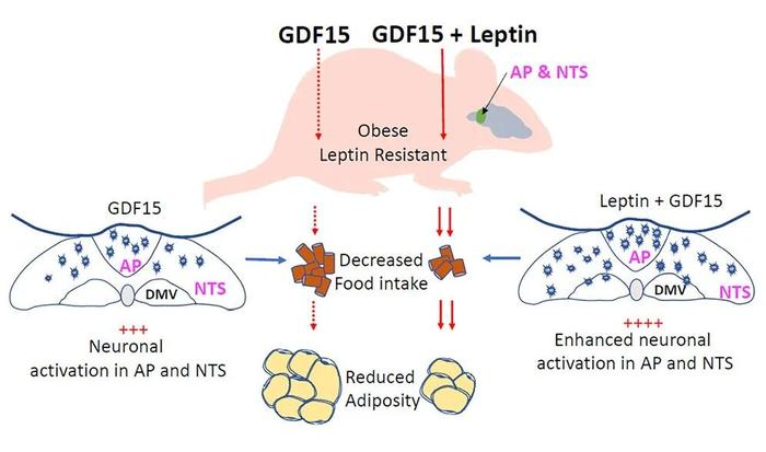Cell子刊：GDF15与瘦素协同作用，进一步加强减肥效果